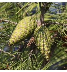 Pine Incense (Almora Breeze)