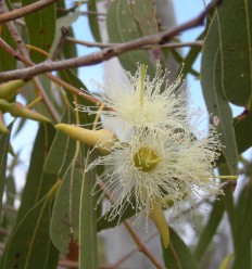 Eucalyptus Incense - Plant 