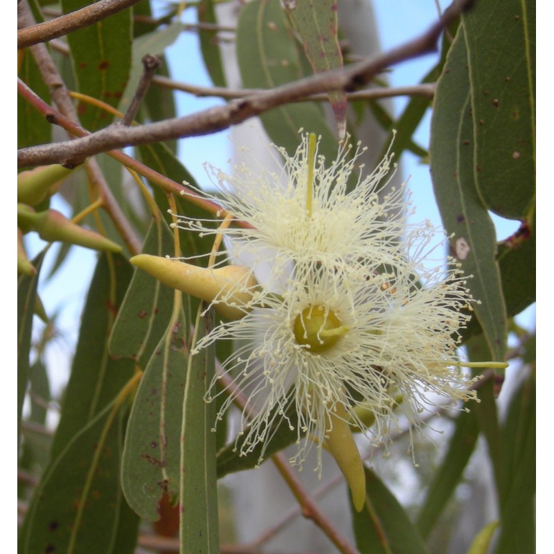 Eucalyptus Incense - Plant 