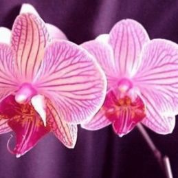 Incienso Orchidea