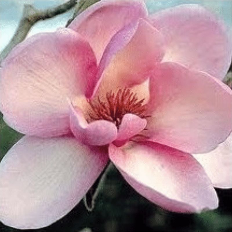 Encens Magnolia