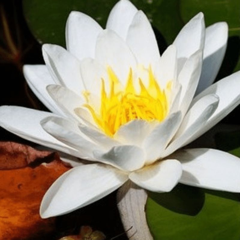 Encens Lotus Blanc