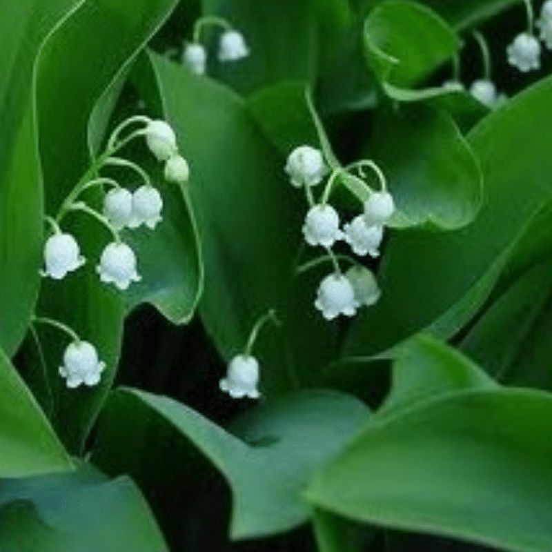 Lily of the Valley Incense