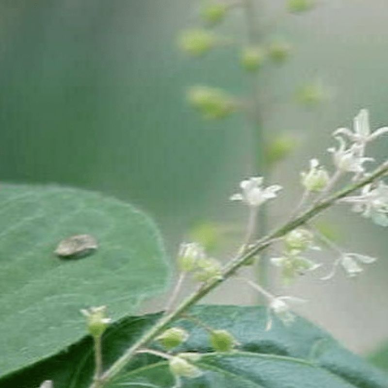 Patchouli Flower