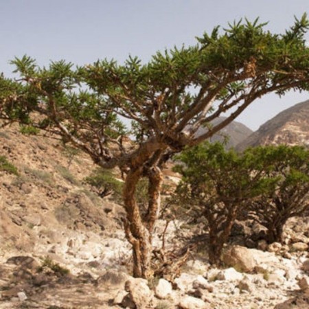 Arbol Olibanum