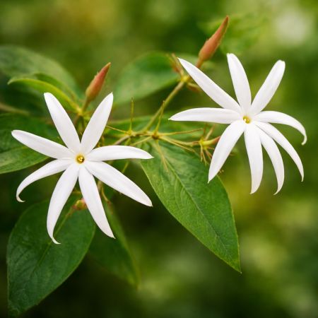 Encens Jasmin