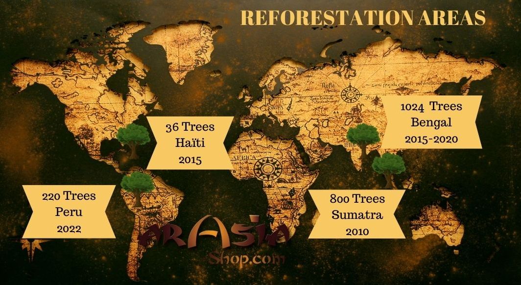reforestation